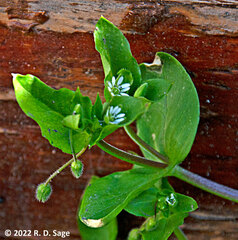 Stellaria media