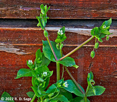 Stellaria media