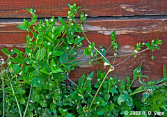 Stellaria media