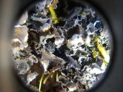 Leptochidium albociliatum