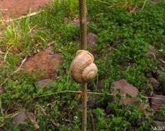 Otala lactea