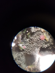 Leptochidium albociliatum