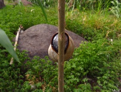 Otala lactea