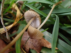 Mycena olivaceomarginata
