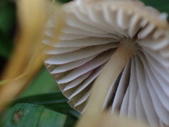 Mycena olivaceomarginata