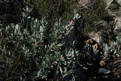 Protea sulphurea