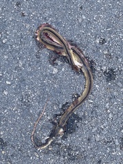 Coniophanes schmidti