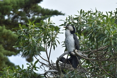 Microcarbo melanoleucos brevirostris