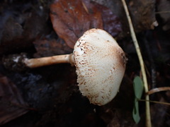 Leucoagaricus badhamii