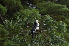 Microcarbo melanoleucos brevirostris