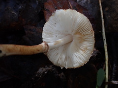 Leucoagaricus badhamii