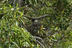 Microcarbo melanoleucos brevirostris