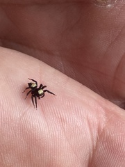 Thorelliola ensifera