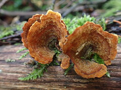 Stereum insignitum