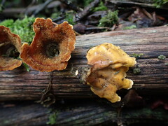 Stereum insignitum