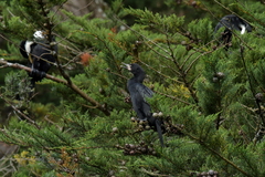 Microcarbo melanoleucos brevirostris