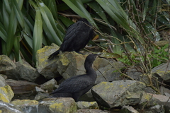 Microcarbo melanoleucos brevirostris