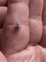 Thorelliola ensifera