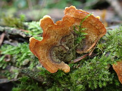 Stereum insignitum