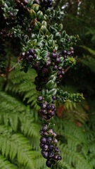 Rhaphithamnus spinosus
