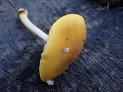 Pluteus leoninus
