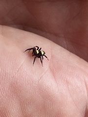 Thorelliola ensifera