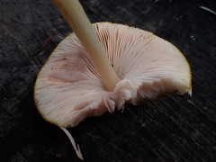 Pluteus leoninus