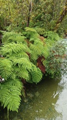 Lophosoria quadripinnata