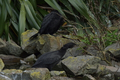 Microcarbo melanoleucos brevirostris