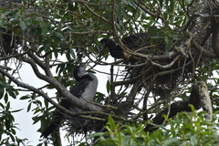 Microcarbo melanoleucos brevirostris