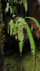 Blechnum arcuatum
