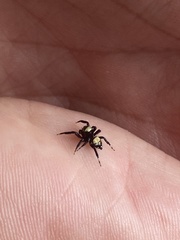 Thorelliola ensifera