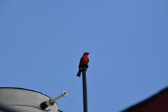 Pyrocephalus rubinus