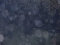 Mycteroperca bonaci