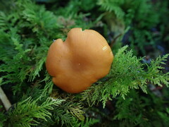 Rhodophana nitellina
