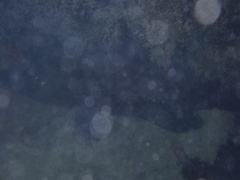 Mycteroperca bonaci