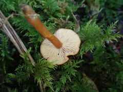 Rhodophana nitellina