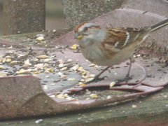 Spizelloides arborea arborea