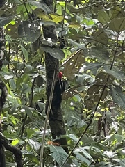 Campephilus guatemalensis