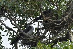 Microcarbo melanoleucos brevirostris