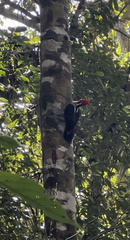 Campephilus guatemalensis