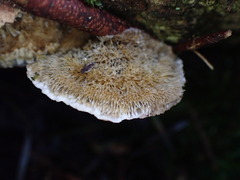 Coriolopsis gallica