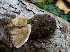 Coriolopsis gallica