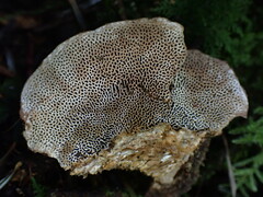 Coriolopsis gallica