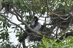 Microcarbo melanoleucos brevirostris