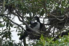 Microcarbo melanoleucos brevirostris