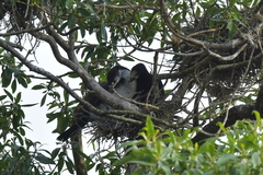 Microcarbo melanoleucos brevirostris