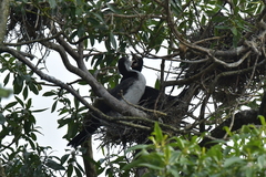 Microcarbo melanoleucos brevirostris