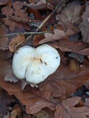 Tricholoma album