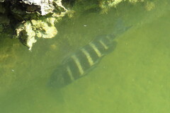 Archosargus probatocephalus